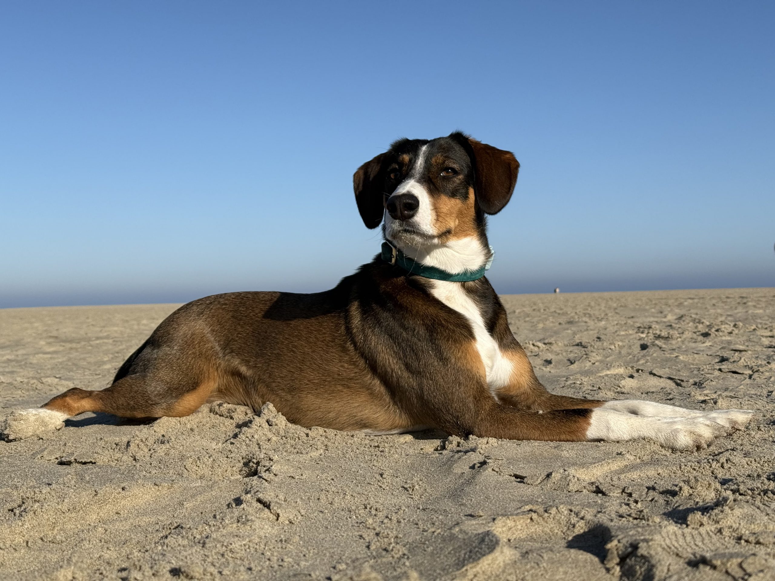 Hund am Strand